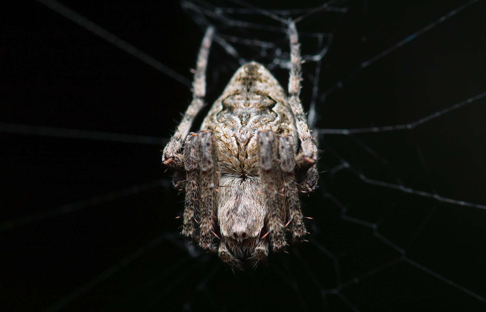 Image of Humpbacked orbweaver