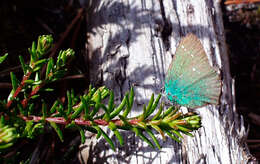 Plancia ëd Callophrys rubi (Linnaeus 1758)