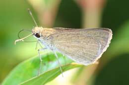 Image of Eufala Skipper