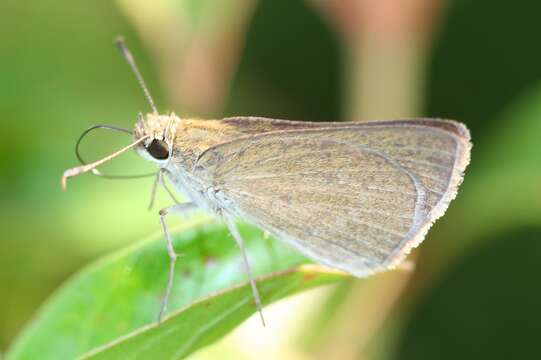 Image of Eufala Skipper