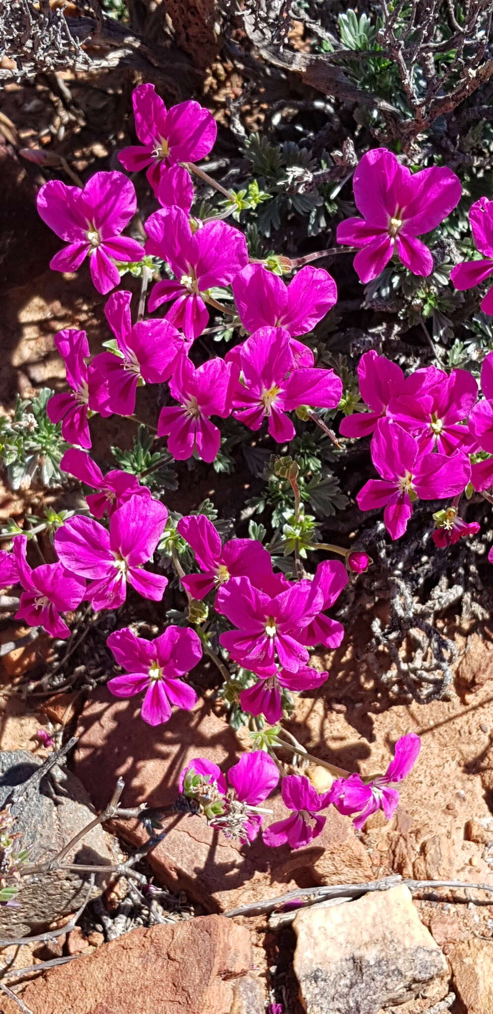 Image of Pelargonium sericifolium J. J. A. Van der Walt