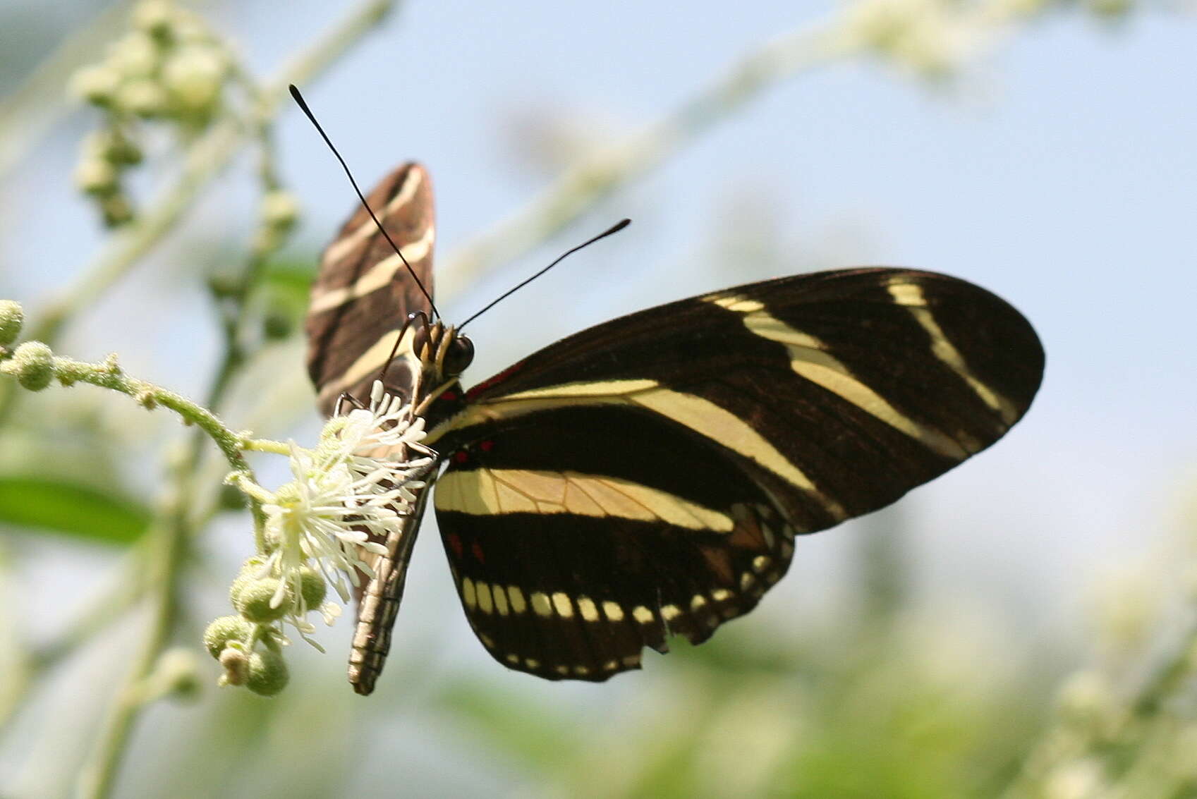 Image of Zebra Longwing