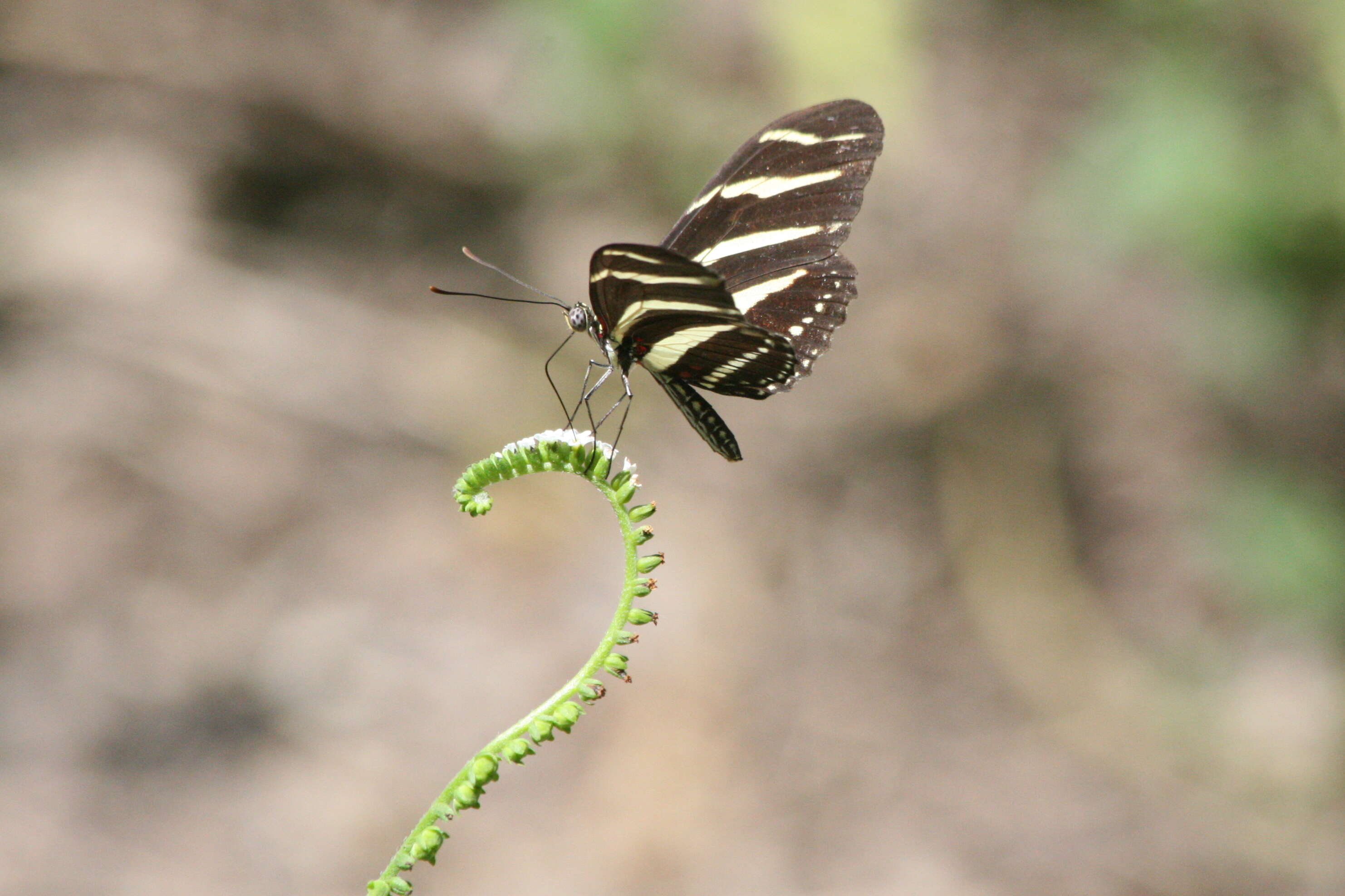 Image of Zebra Longwing