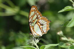 Image de Siproeta stelenes