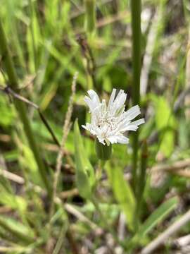 Image of Picrosia longifolia D. Don