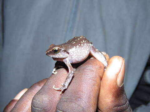 Image of Buea Screeching Frog