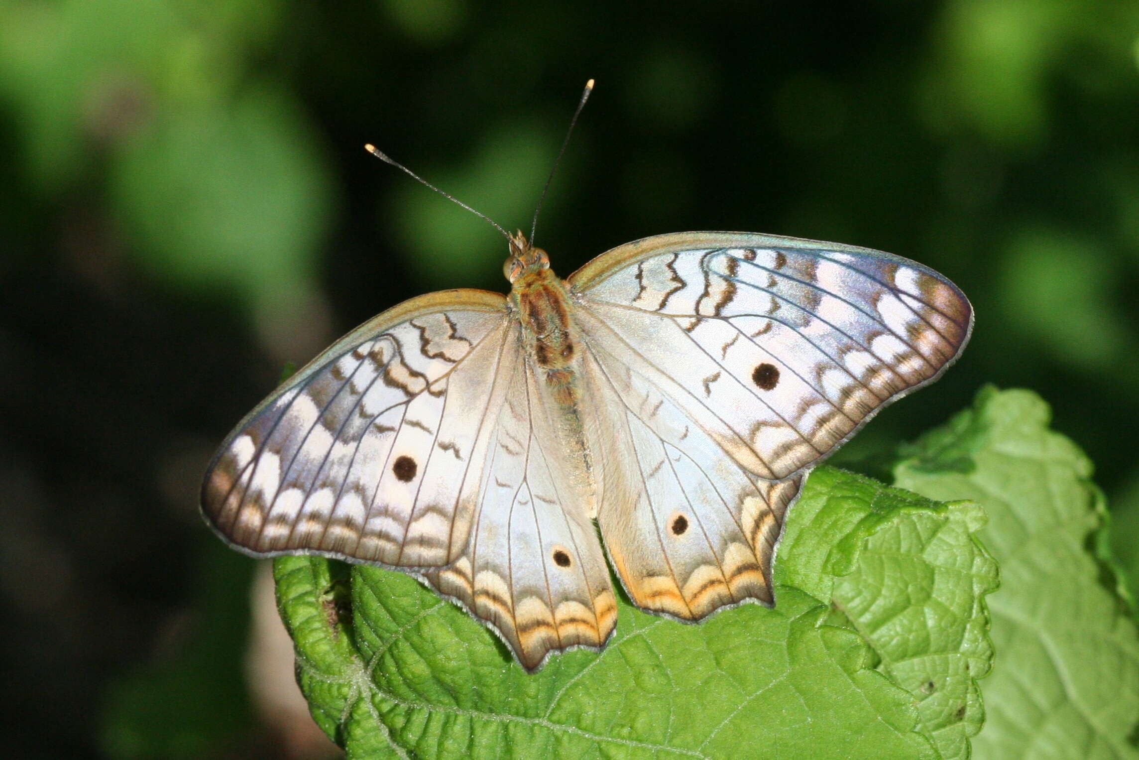 Image of White Peacock