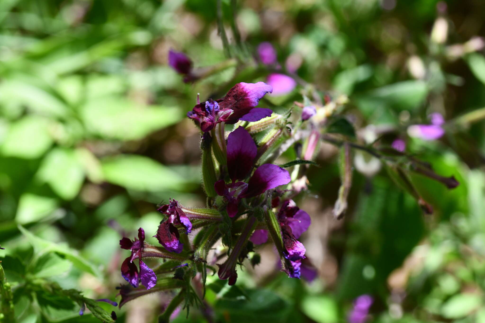 Image of Cuphea koehneana Rose