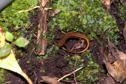 Image of Southern Two-lined Salamander