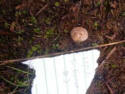 Imagem de Lycoperdon dermoxanthum Vittad. 1843