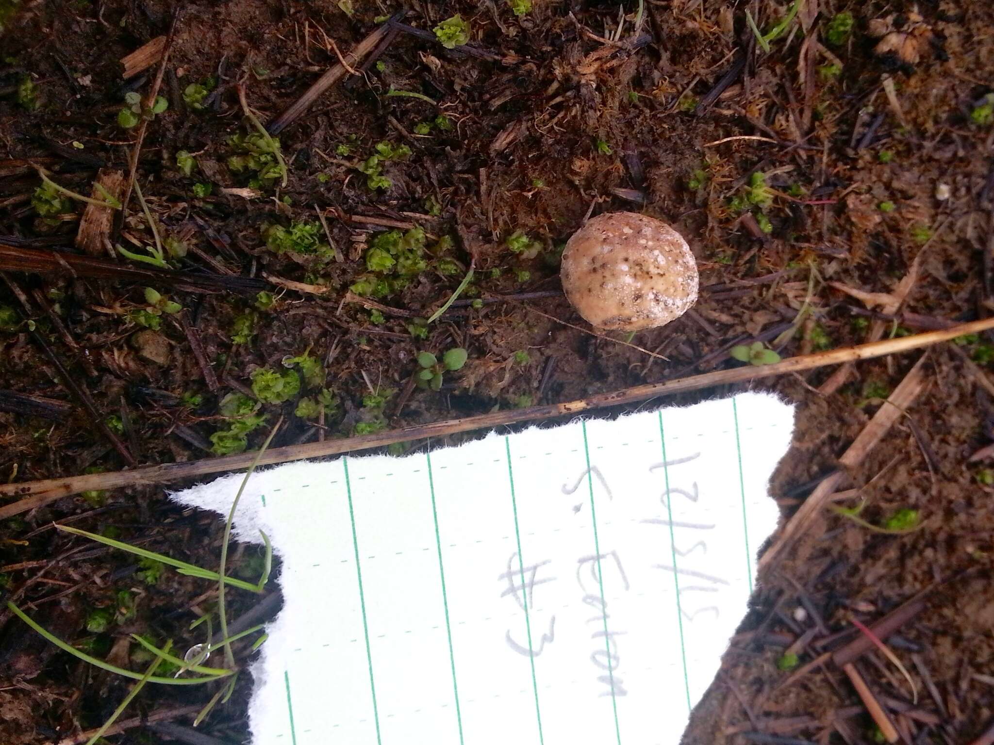 Image de Lycoperdon dermoxanthum Vittad. 1843