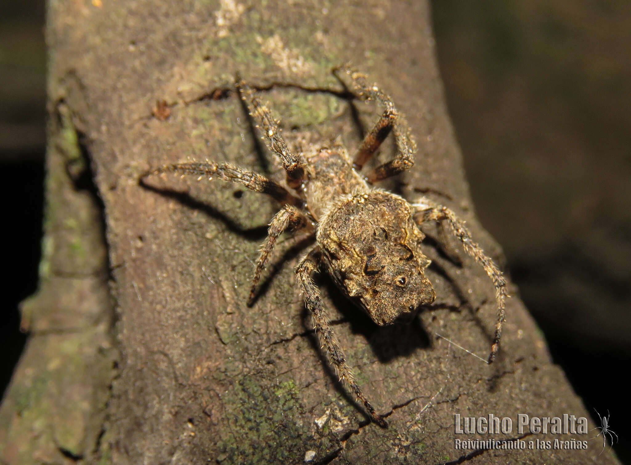 Image of Parawixia velutina (Taczanowski 1878)