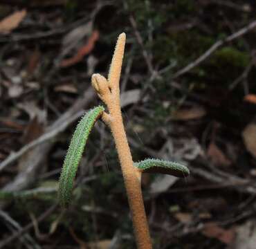 Image of Astrotricha ledifolia DC.