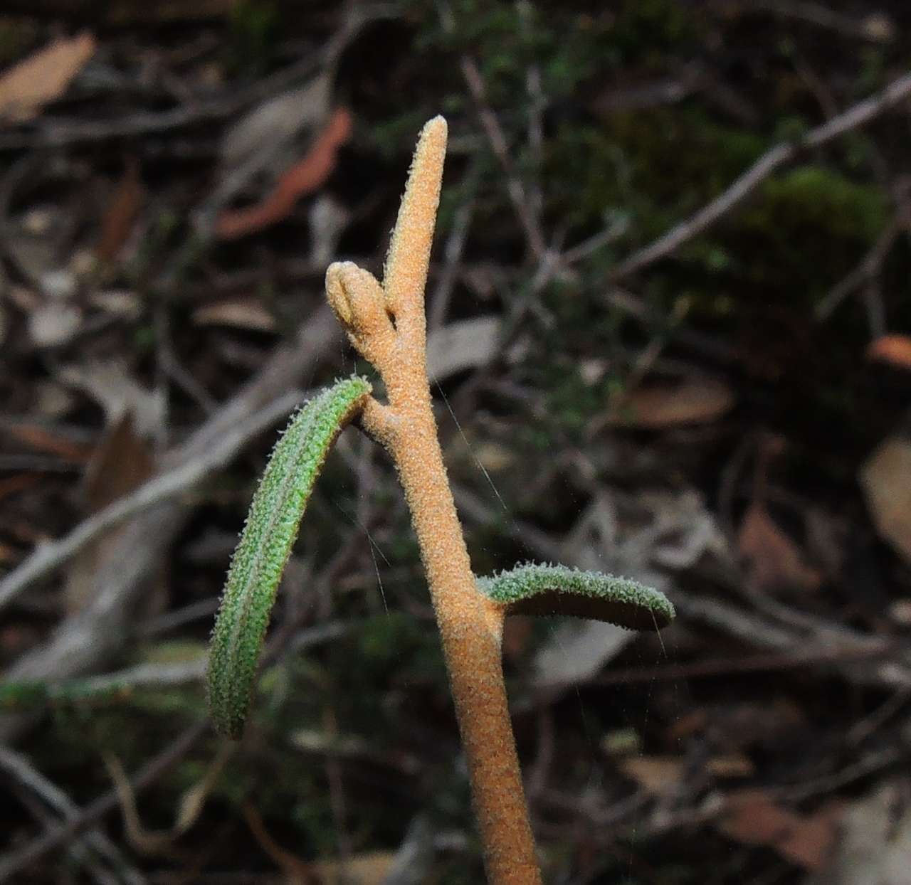 صورة Astrotricha ledifolia DC.