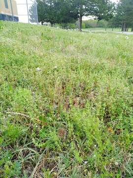 Image of piedmont bedstraw