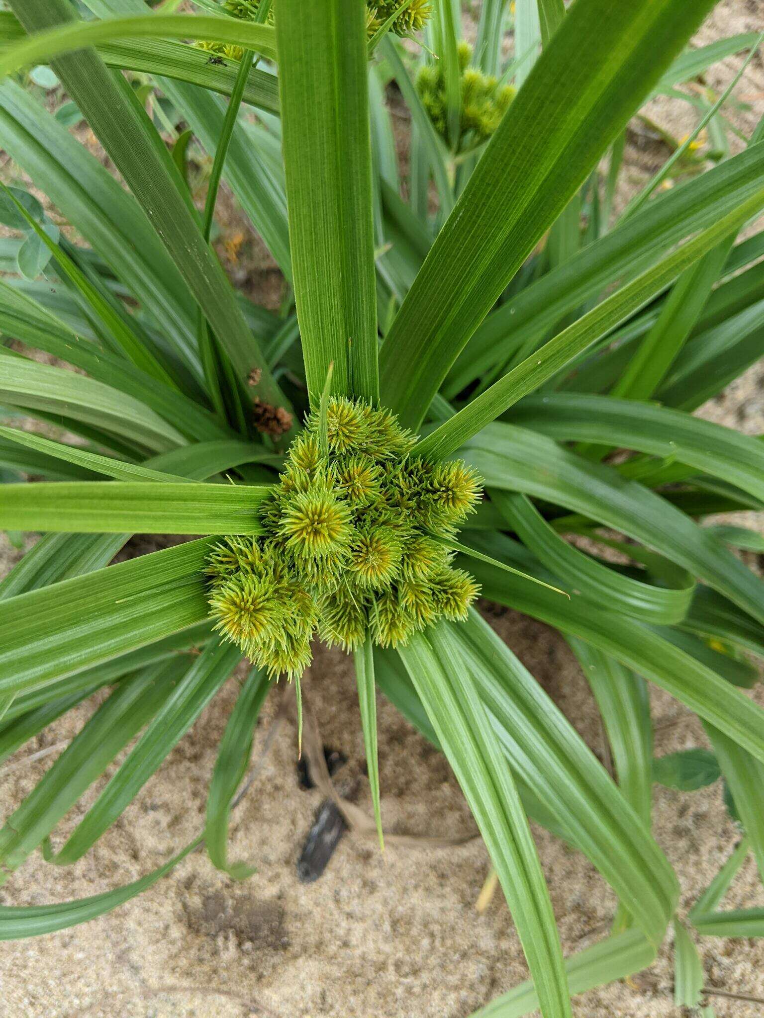 Imagem de Cyperus scaber (R. Br.) Boeckeler