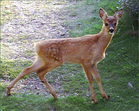 Image of Roe Deer