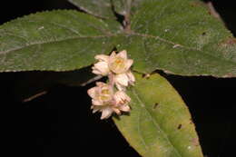 Image of Sageretia mexicana G. L. Nesom