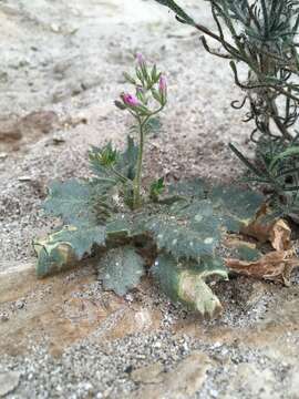 Image of broad-leaf gilia