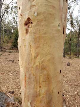 Image of lemonscented gum