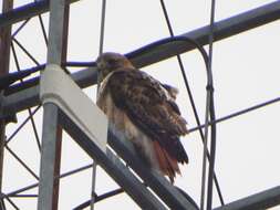 Image of Eastern Red-tailed Hawk