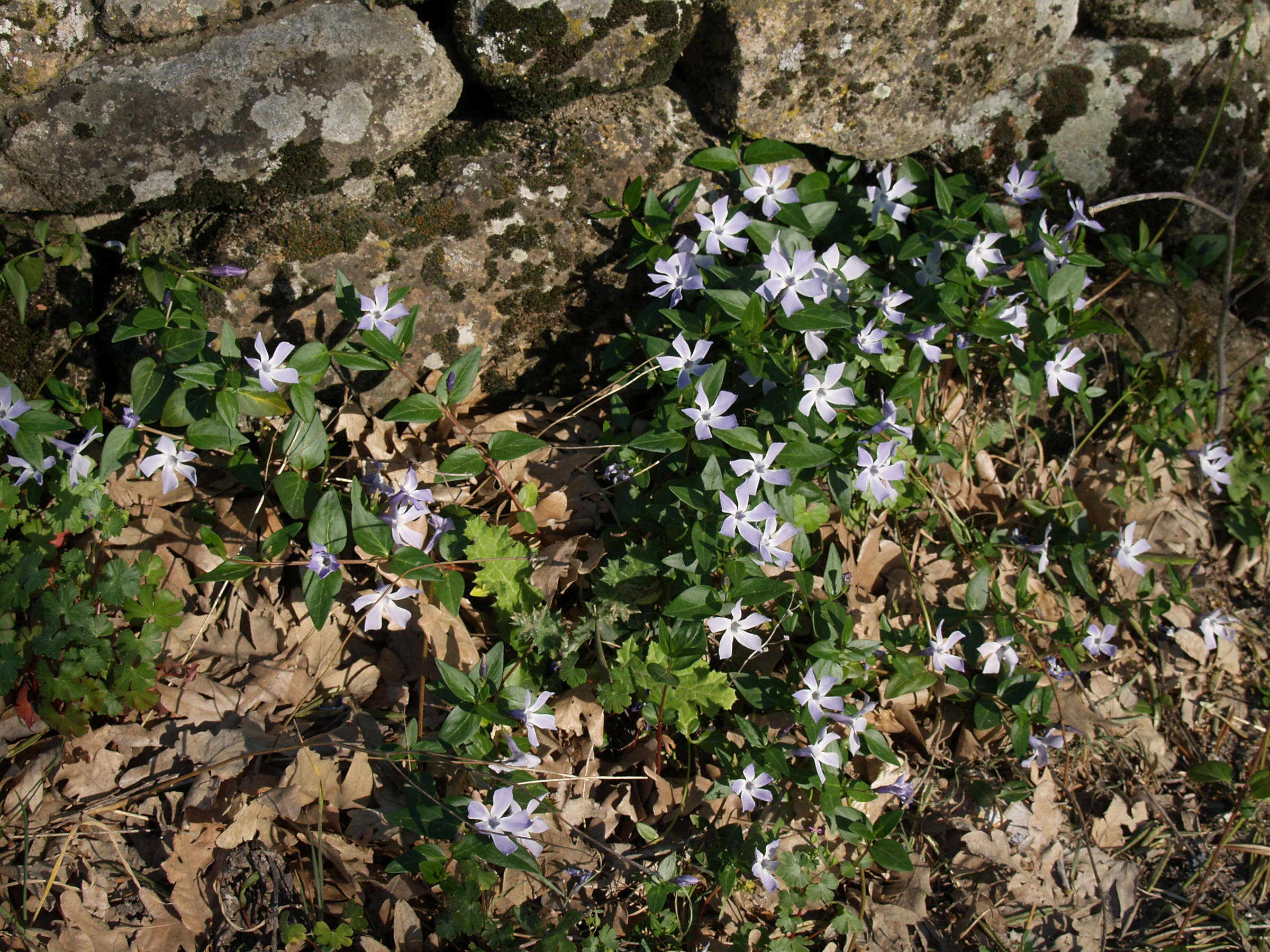 Image of Vinca difformis Pourr.