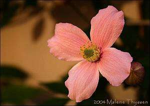 Image of Himalayan Clematis