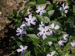 Image of Vinca difformis Pourr.