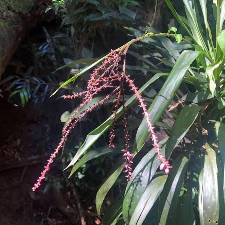 Imagem de Cordyline rubra Otto & A. Dietr.