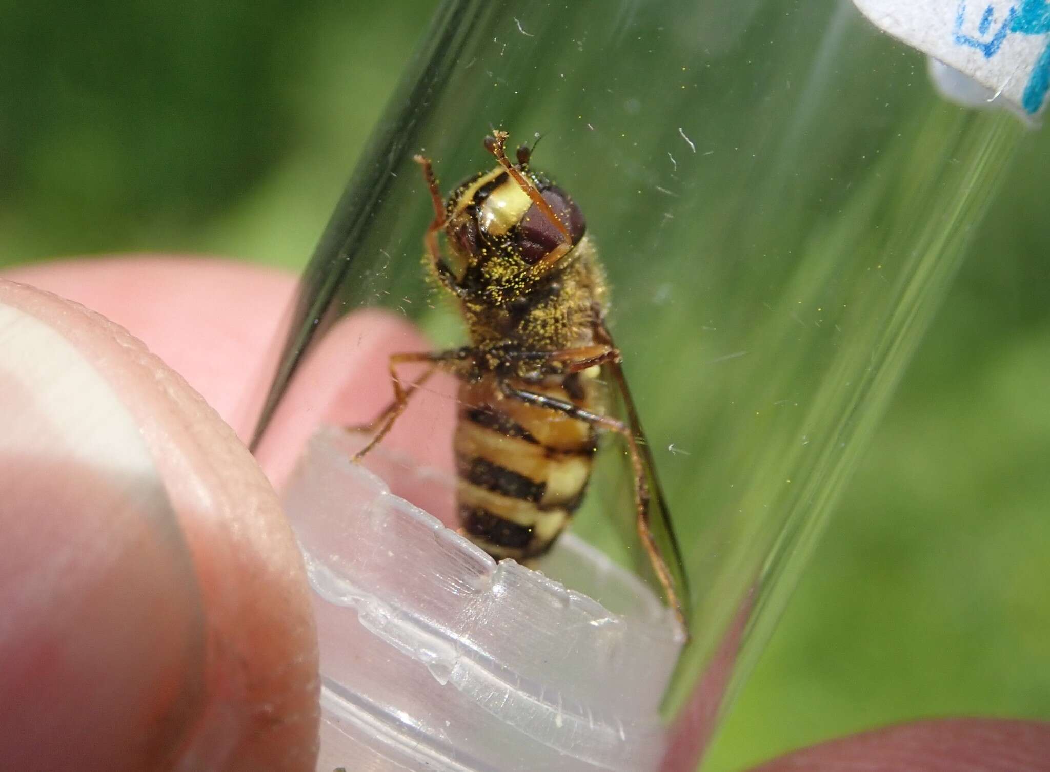 Image of Dasysyrphus venustus (Meigen 1822)