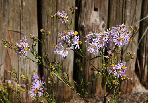 Image of sea aster