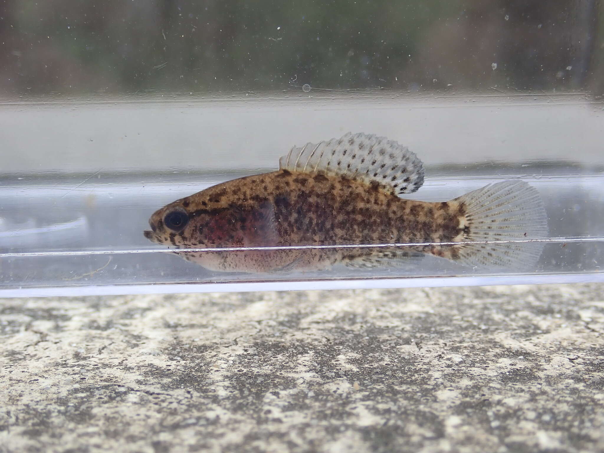 Image of Banded Pygmy Sunfish