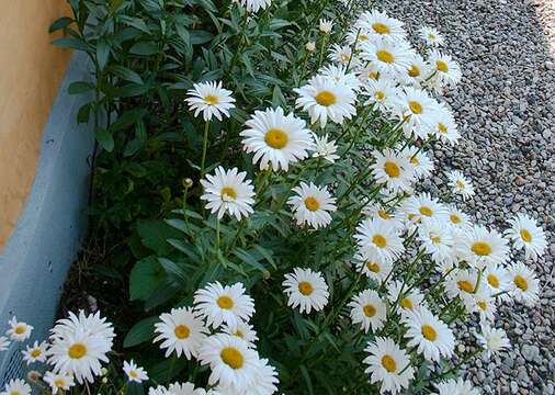 Image of Oxeye Daisy