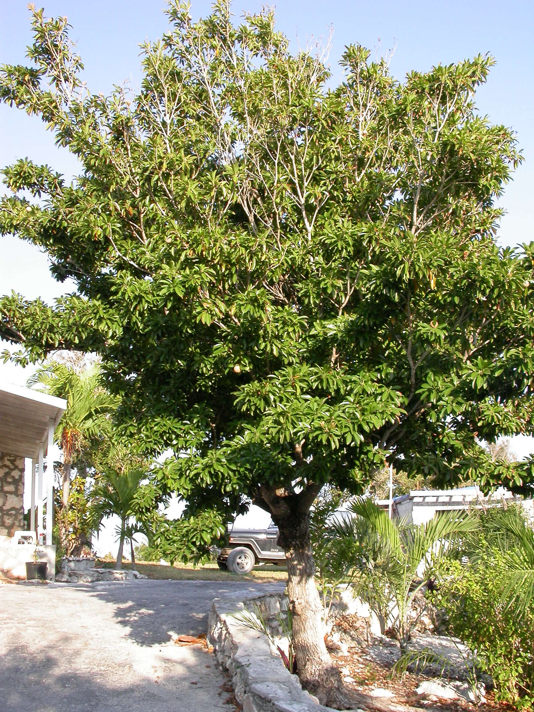 Image of sapodilla