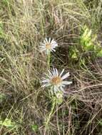 Image of Prickly Grass-Leaf-Aster