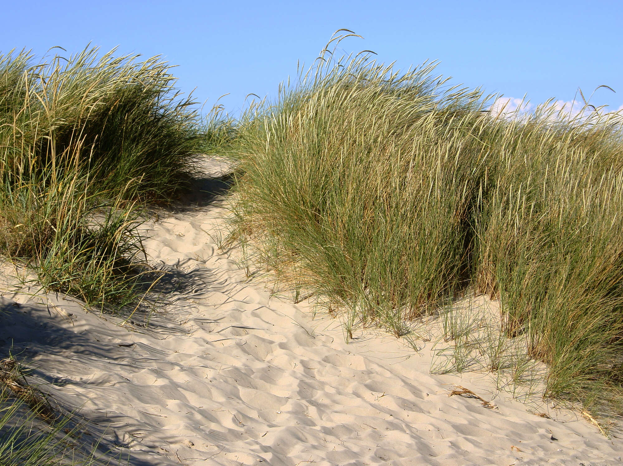 Image of European beachgrass