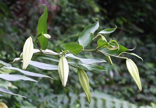 Image of Asiatic Lily