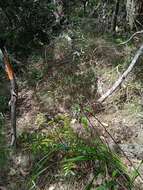 Image of Dianella adenanthera (G. Forst.) R. J. F. Hend.