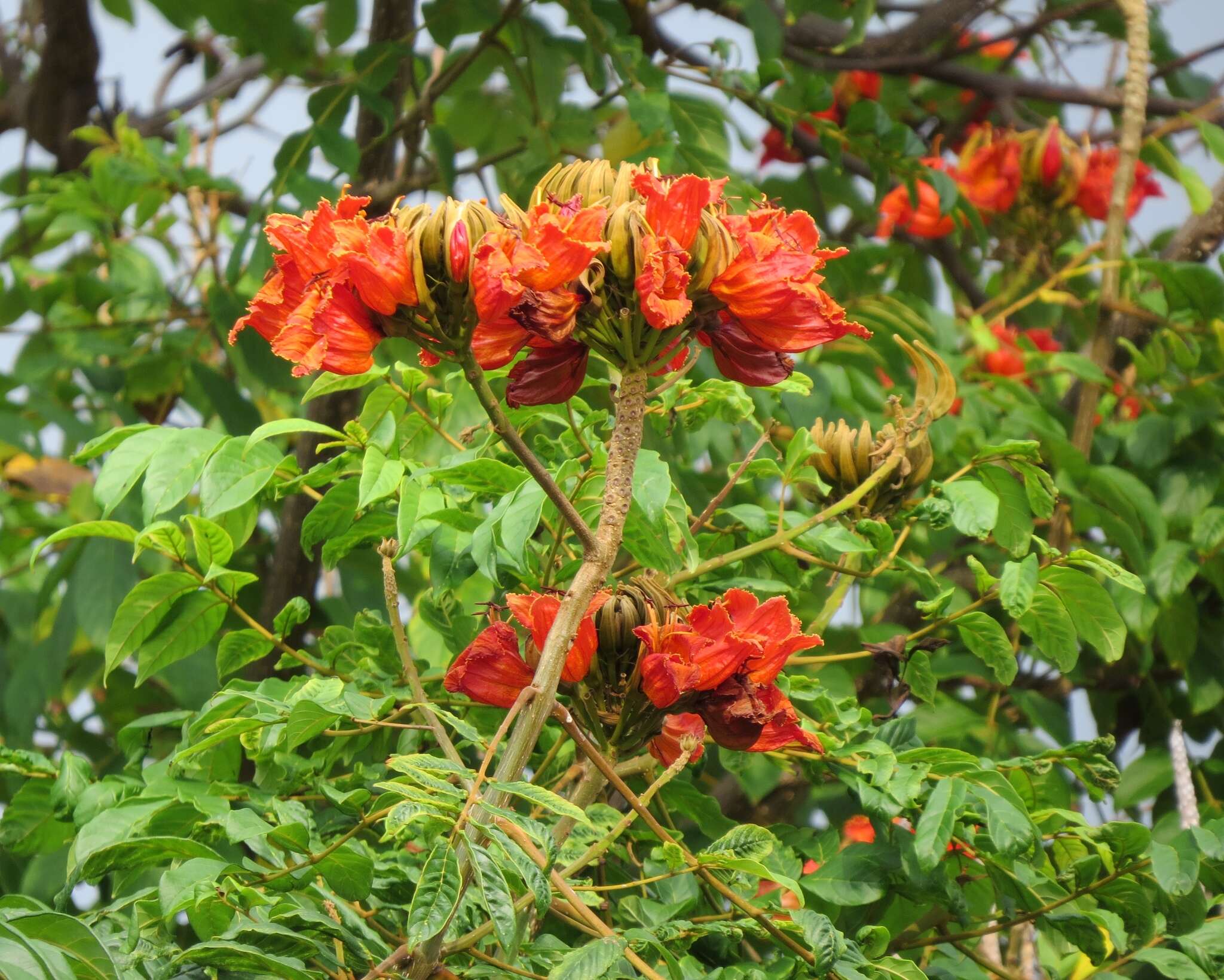 Image of African tulip tree