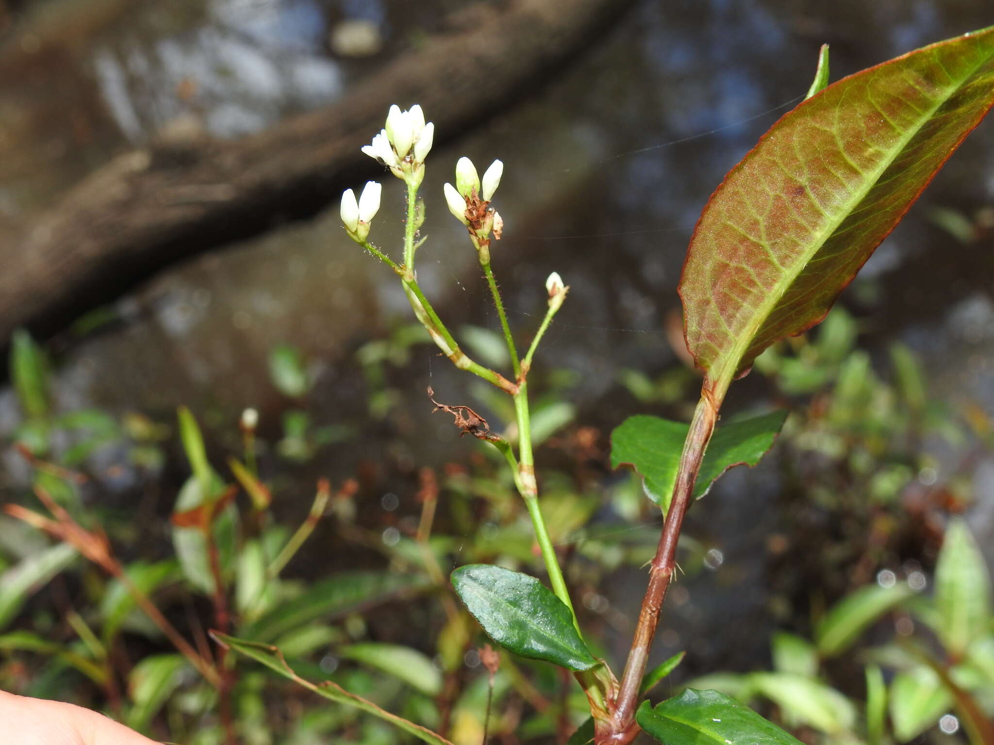 Image de Persicaria dichotoma (Bl.) S. K. Dixit, B. Datt & G. P. Roy