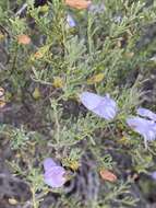 Image of Eremophila pustulata S. Moore