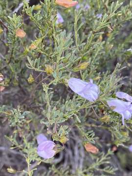 Imagem de Eremophila pustulata S. Moore