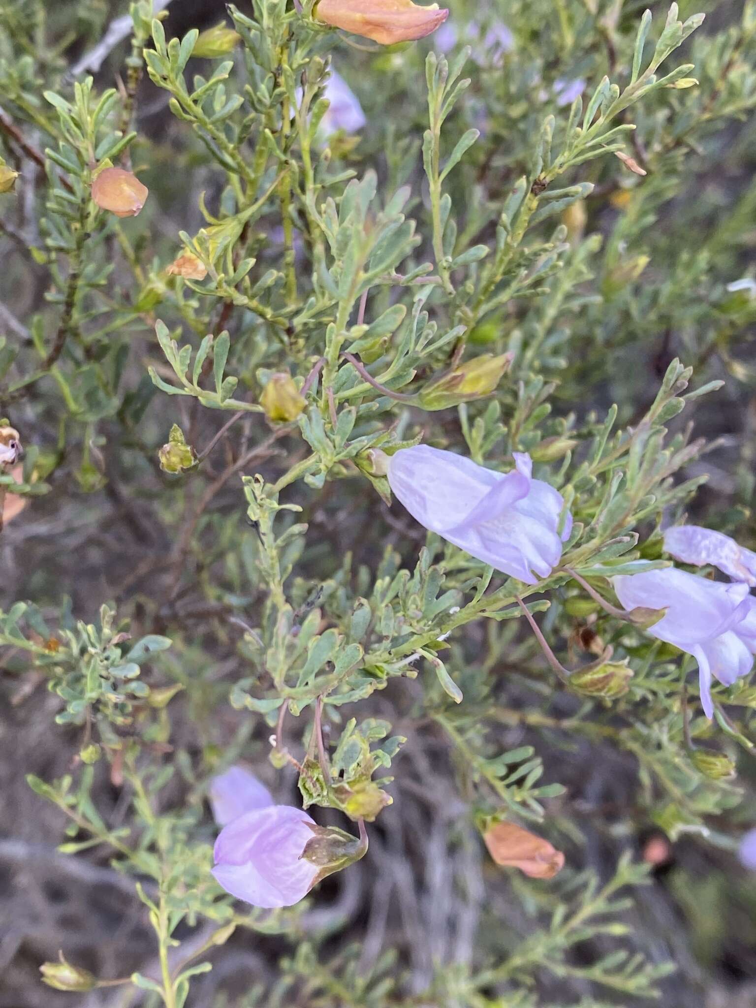 Imagem de Eremophila pustulata S. Moore