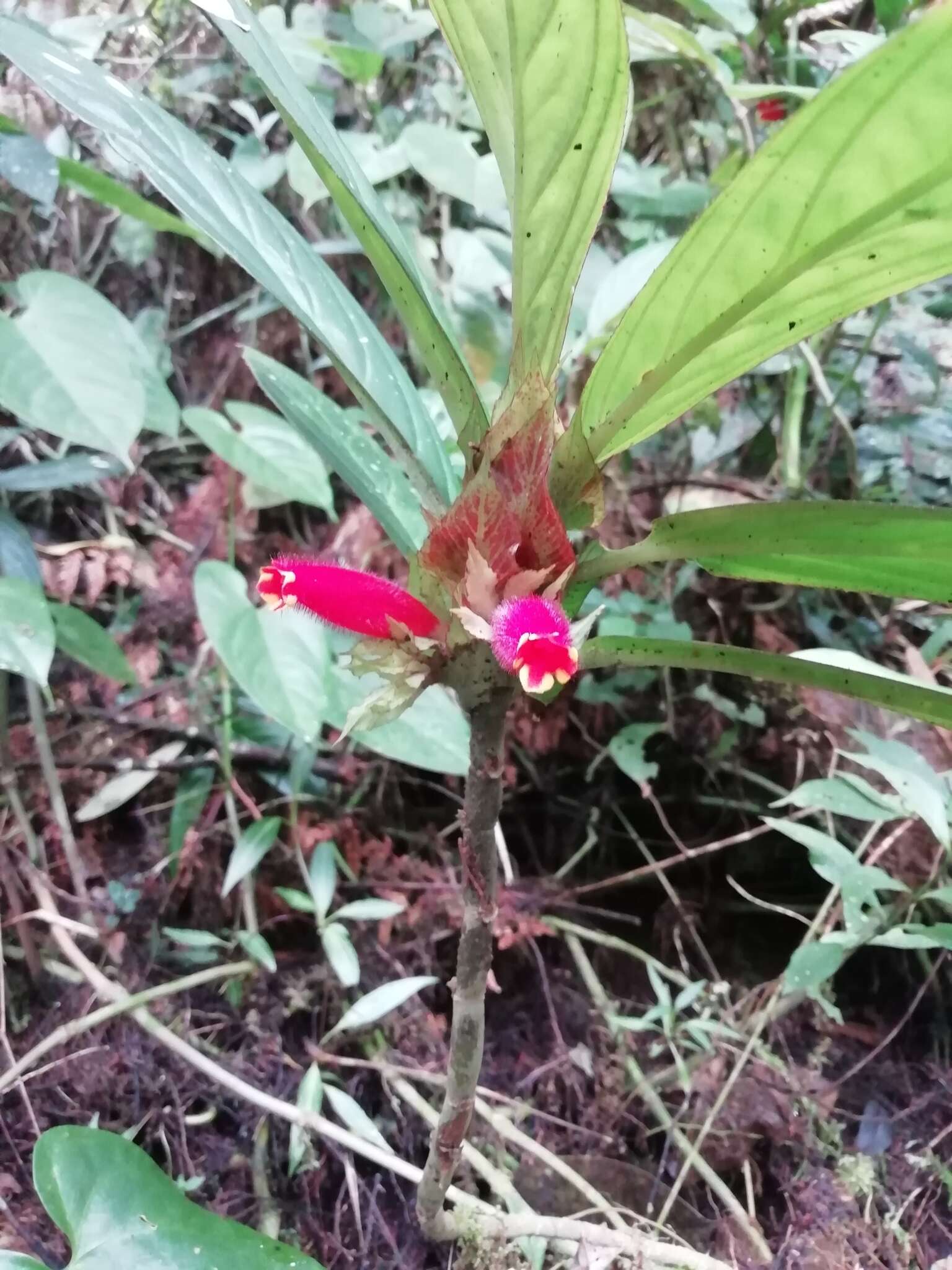 Image of Columnea dimidiata (Benth.) Kuntze