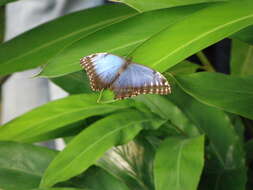 Image of Morpho peleides Kollar 1850