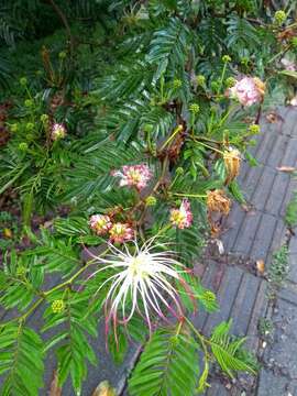 Image of Calliandra pittieri Standl.