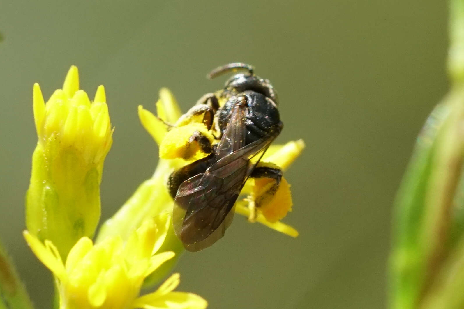 Image of Pseudopanurgus andrenoides (Smith 1853)