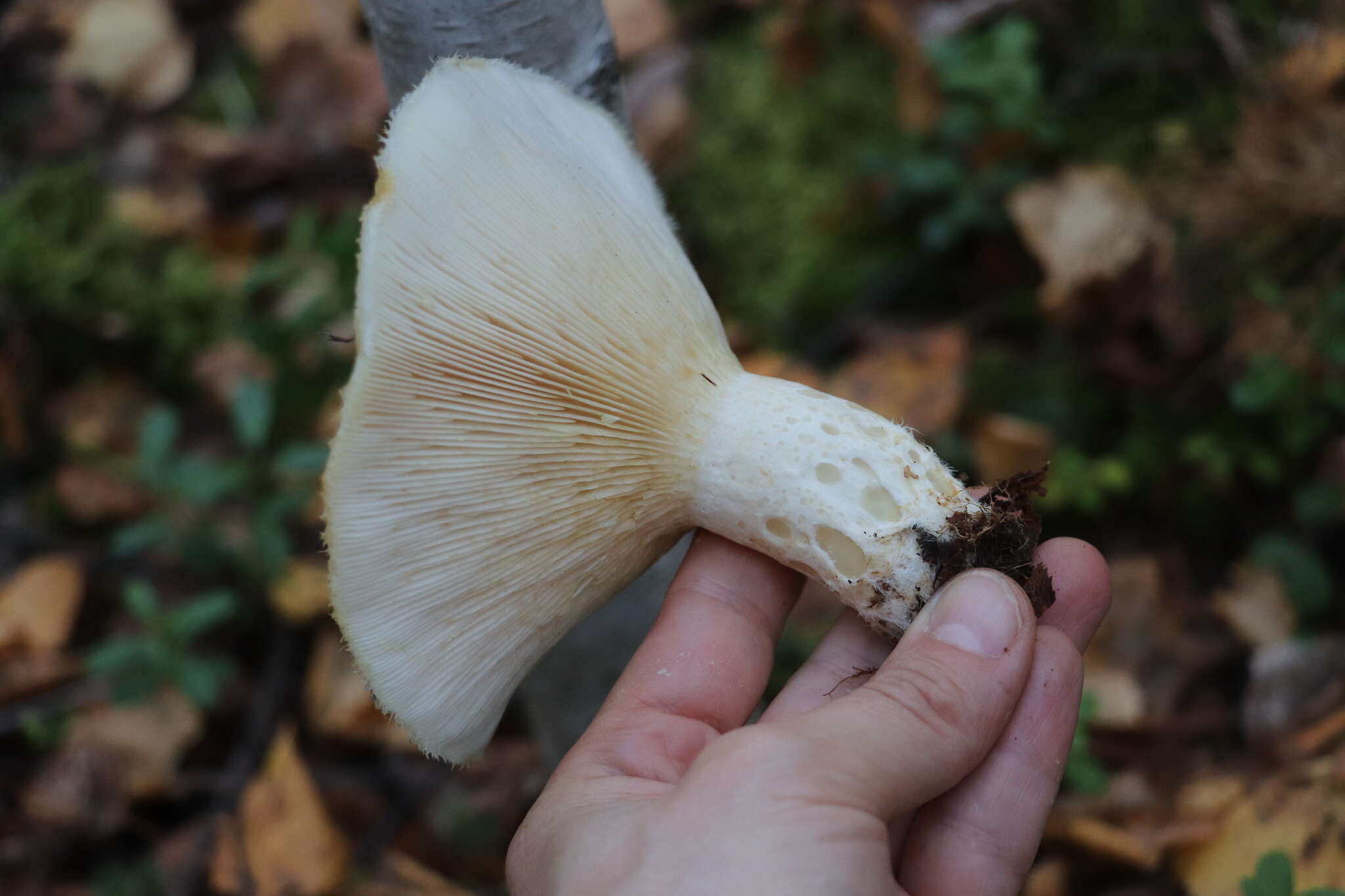 Image of Lactarius aquizonatus Kytöv. 1984