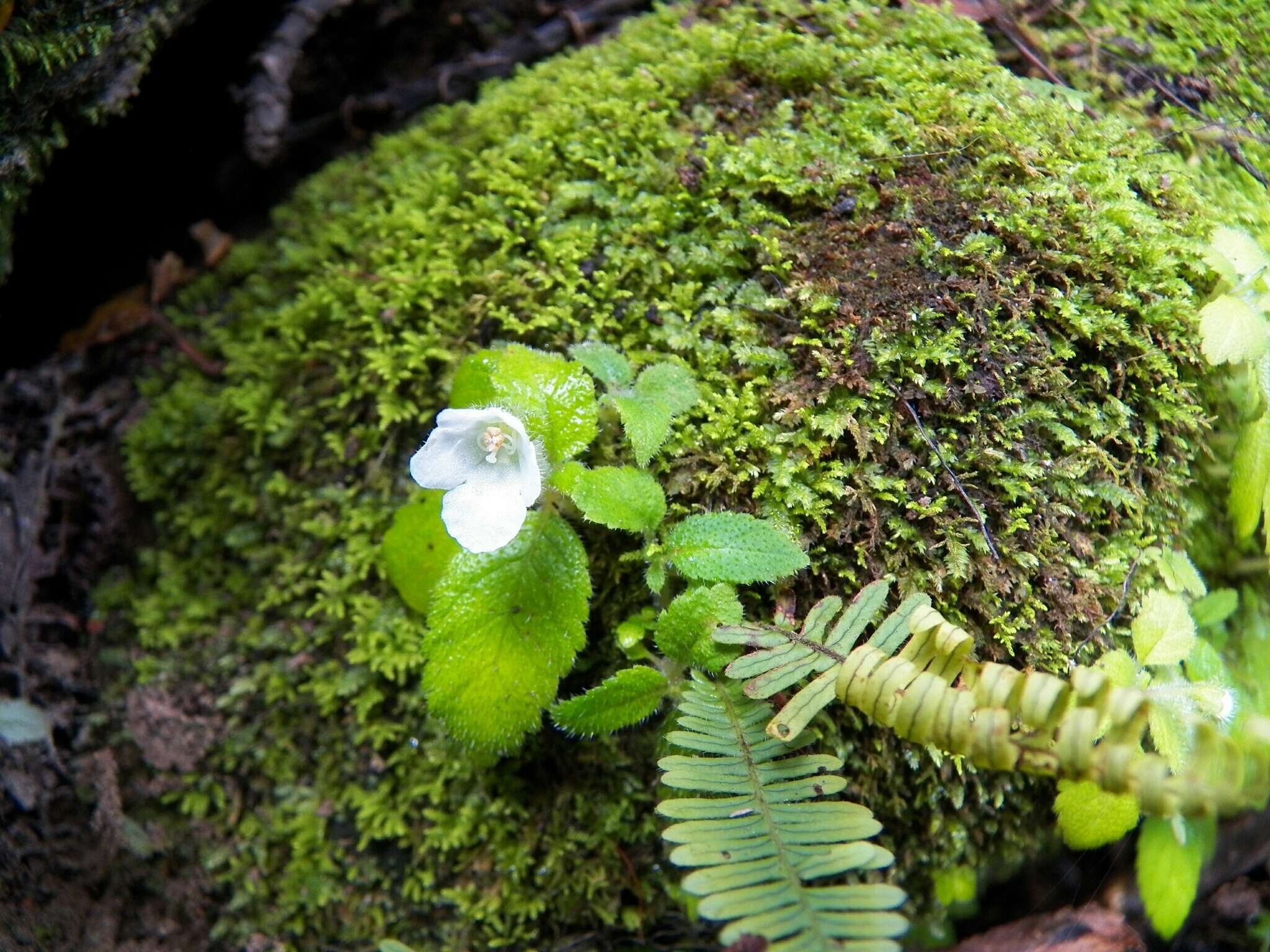 Image of Phinaea multiflora C. V. Morton