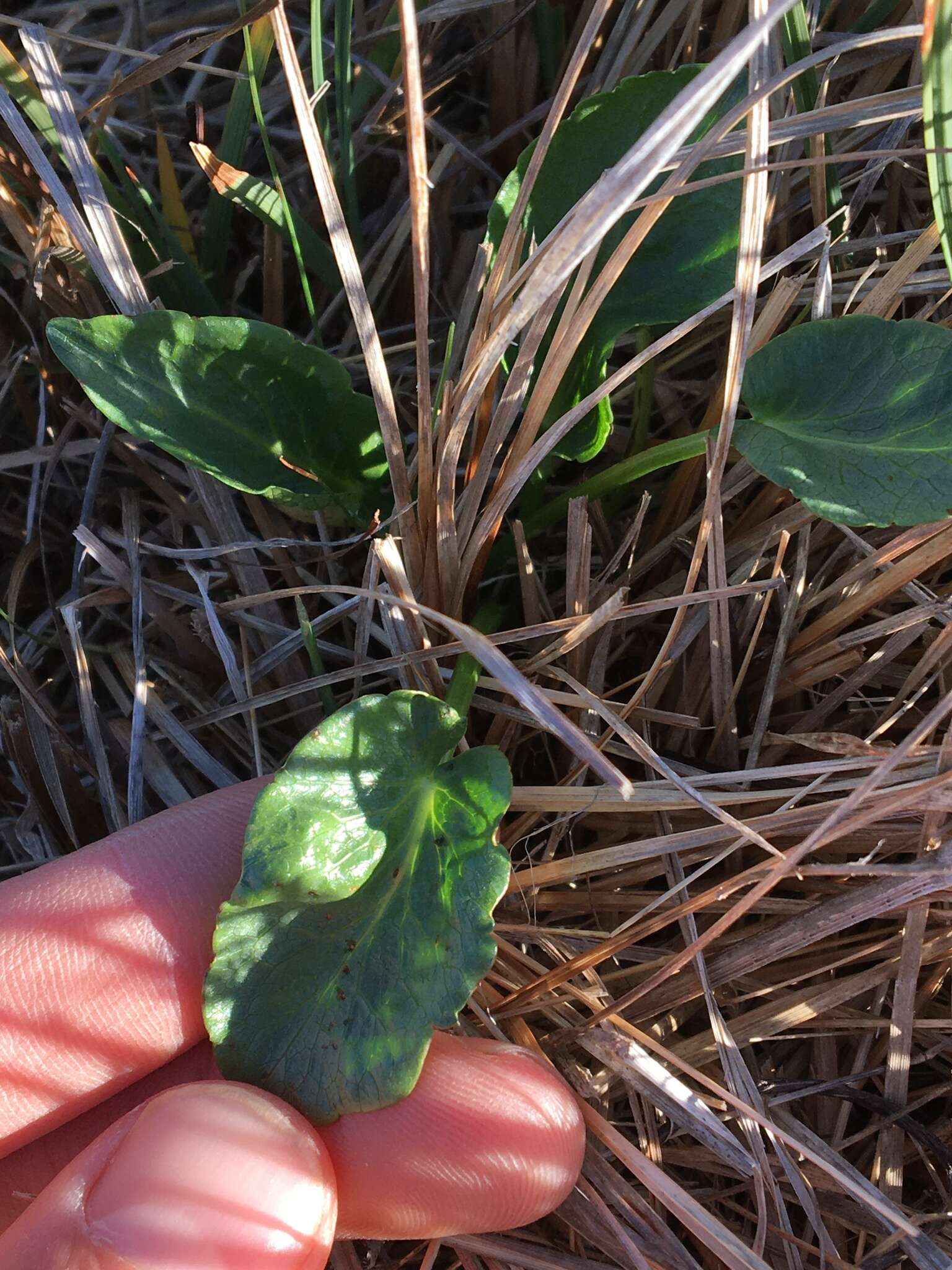 Image of adobe snakeroot